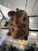 North Spore ‘BoomRoom’ Automated Mushroom Martha Tent Grow Kit Review