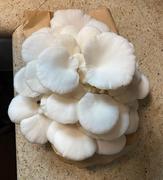 North Spore ‘BoomRoom’ Automated Mushroom Martha Tent Grow Kit Review