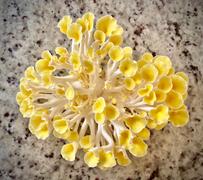 North Spore Golden Oyster Mushroom Grow Kit Fruiting Block Review