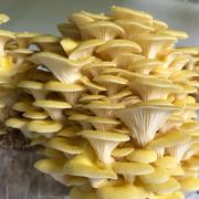North Spore Golden Oyster Mushroom Grow Kit Fruiting Block Review