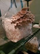 North Spore Organic Italian Oyster Mushroom Grow Kit Fruiting Block Review