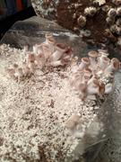 North Spore Italian Oyster Mushroom Grow Kit Fruiting Block Review