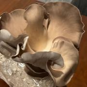 North Spore Italian Oyster Mushroom Grow Kit Fruiting Block Review