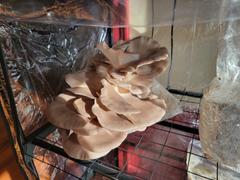 North Spore Organic Italian Oyster Mushroom Grow Kit Fruiting Block Review