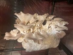 North Spore Italian Oyster Mushroom Grow Kit Fruiting Block Review