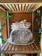 North Spore Snow Oyster Mushroom Grow Kit Fruiting Block Review