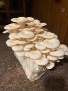 North Spore Organic Snow Oyster Mushroom Grow Kit Fruiting Block Review