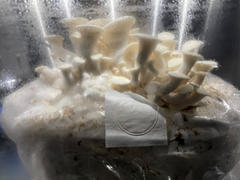 North Spore Snow Oyster Mushroom Grow Kit Fruiting Block Review