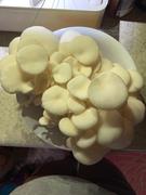 North Spore Snow Oyster Mushroom Ready-to-Grow Fruiting Block Kit Review