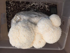 North Spore Lion's Mane Mushroom Grow Kit Fruiting Block Review