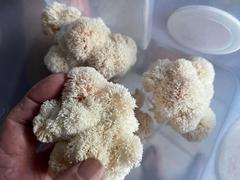 North Spore Lion's Mane Mushroom Grow Kit Fruiting Block Review