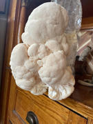 North Spore Organic Lion's Mane Mushroom Grow Kit Fruiting Block Review
