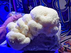 North Spore Organic Lion's Mane Mushroom Grow Kit Fruiting Block Review