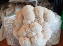 North Spore Lion's Mane Mushroom Grow Kit Fruiting Block Review