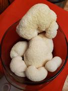 North Spore Lion's Mane Mushroom Grow Kit Fruiting Block Review