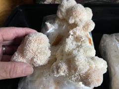 North Spore Lion's Mane Mushroom Grow Kit Fruiting Block Review
