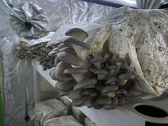 North Spore Organic Blue Oyster Mushroom Grow Kit Fruiting Block Review