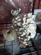 North Spore Blue Oyster Mushroom Grow Kit Fruiting Block Review