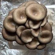 North Spore Organic Blue Oyster Mushroom Grow Kit Fruiting Block Review