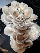 North Spore Blue Oyster Mushroom Grow Kit Fruiting Block Review