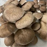 North Spore Organic Black King Mushroom Grain Spawn Review