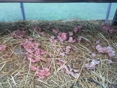 North Spore Organic Pink Oyster Mushroom Sawdust Spawn Review