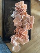 North Spore Pink Oyster Mushroom Grow Kit Fruiting Block Review