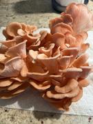 North Spore Organic Pink Oyster Mushroom Grow Kit Fruiting Block Review