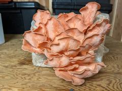 North Spore Pink Oyster Mushroom Grow Kit Fruiting Block Review