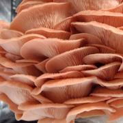 North Spore Pink Oyster Mushroom Grow Kit Fruiting Block Review