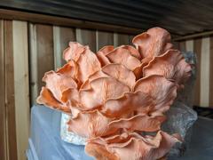 North Spore Pink Oyster Mushroom Grow Kit Fruiting Block Review