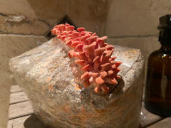 North Spore Pink Oyster Mushroom Grow Kit Fruiting Block Review