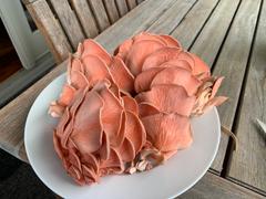 North Spore Pink Oyster Mushroom Grow Kit Fruiting Block Review
