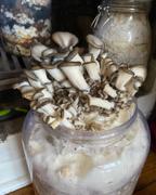 North Spore Blue Oyster Mushroom Liquid Culture Syringe Review