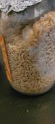North Spore Pioppino Mushroom Liquid Culture Syringe Review