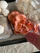 North Spore ‘The BlocksBox’ Organic Mushroom Grow Kit Subscription Review