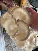 North Spore ‘The BlocksBox’ Organic Mushroom Grow Kit Subscription Review