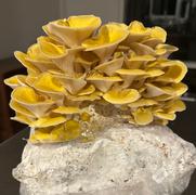 North Spore Mella Smart Mushroom Fruiting Chamber Review