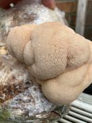 North Spore Turnip Vegan Organic Lion's Mane Mushroom Growing Kit Review