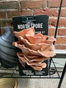 North Spore Pink Oyster Mushroom Spray & Grow Kit Review