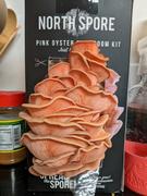 North Spore Pink Oyster Mushroom Spray & Grow Kit Review