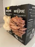 North Spore Pink Oyster ‘Spray & Grow’ Mushroom Growing Kit Review