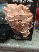 North Spore Pink Oyster ‘Spray & Grow’ Mushroom Growing Kit Review