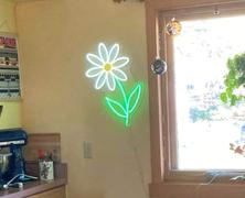 Color & Light Daisy 1 - LED Neon Sign Review