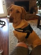 Doggykingdom Retractable Dog Leash by Doggykingdom® Review