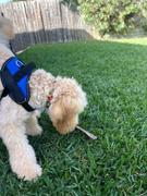 Doggykingdom Retractable Dog Leash by Doggykingdom® Review