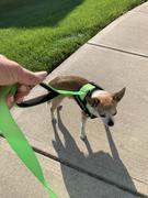 Doggykingdom Double Handle Heavy Duty Dog Leash for Control/Safety/Training by Doggykingdom® Review