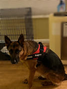 Doggykingdom Lifetime Warranty Personalized Doggykingdom® NO PULL Harness Review