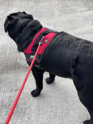 Doggykingdom Premium Quality Nylon Reflective Dog Leash by Doggykingdom® Review