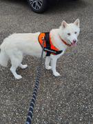 Doggykingdom Premium Quality Nylon Reflective Dog Leash by Doggykingdom® Review